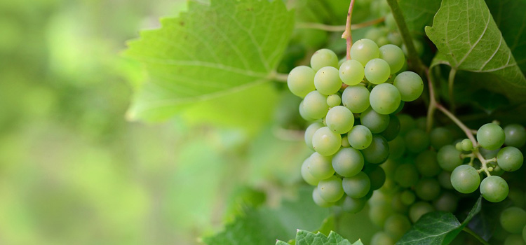 clos de paulilles pyrenees orientales